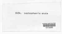 Leptosphaeria acuta image